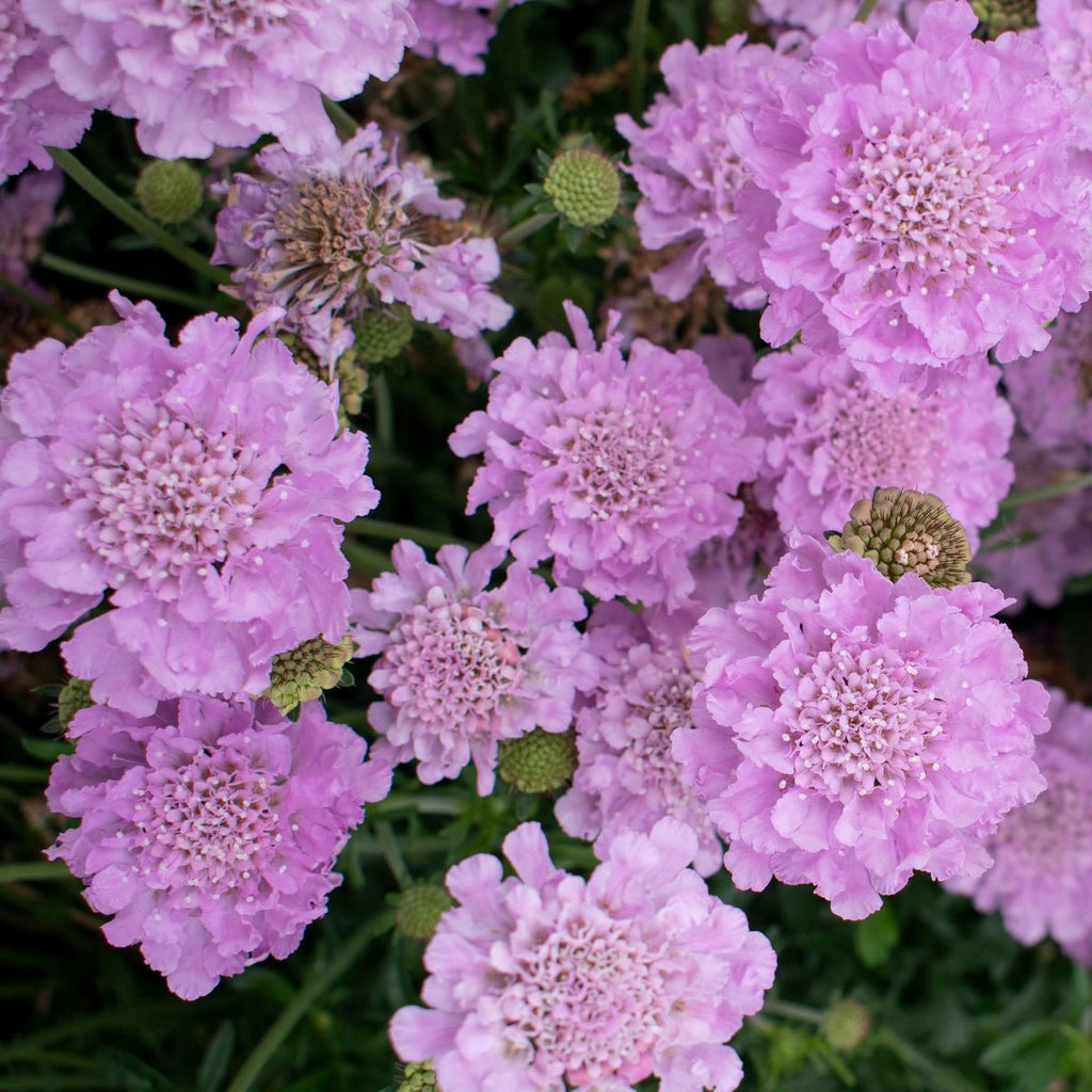 SCABIOSA SAMANTHAS PINK