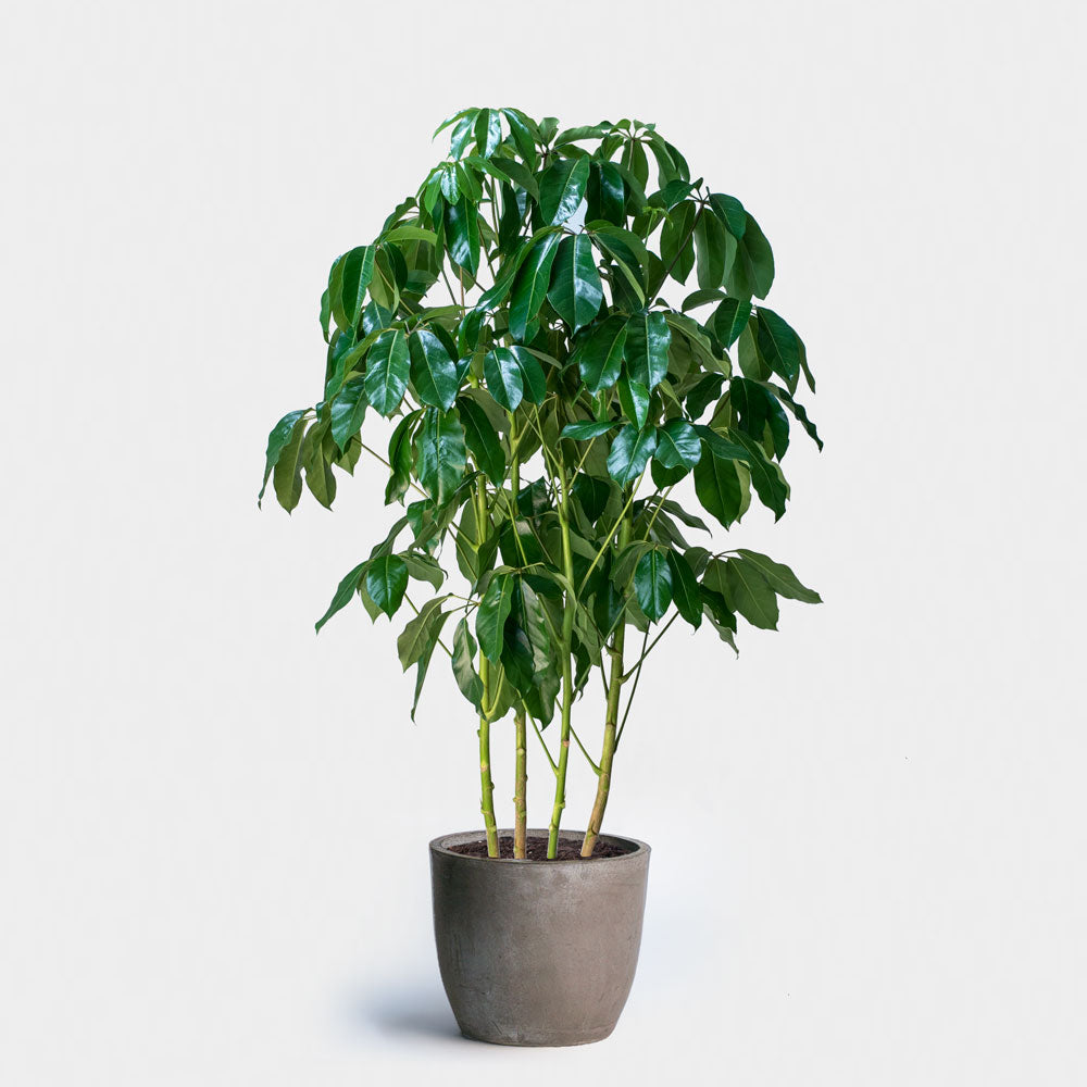 Plants
