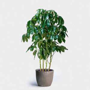 SCHEFFLERA AMATE 130MM