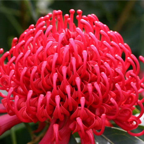 SHADY LADY RED WARATAH