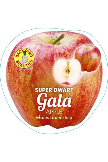 APPLE SUPER DWARF GALA - BARE ROOTED