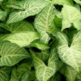 Plants