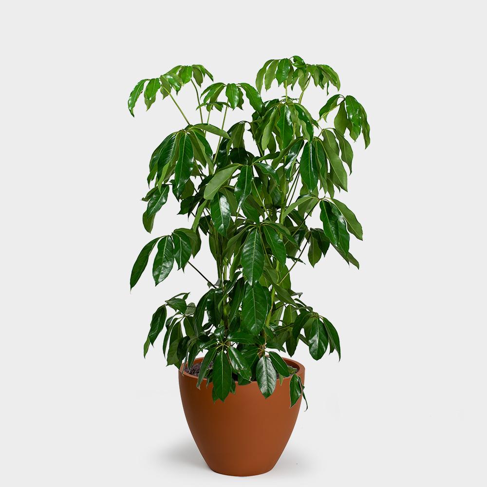 SCHEFFLERA AMATE 130MM
