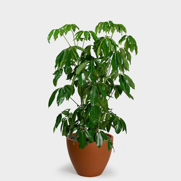 SCHEFFLERA AMATE 130MM - Stonemans Garden Centre