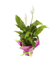 SPATHIPHYLLUM - PEACE LILY 130mm