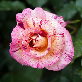 Shipping Roses Bagged