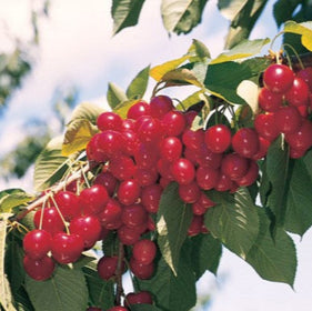 Cherries