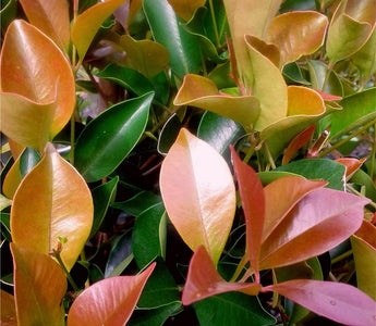 SYZYGIUM BACKYARD BLISS 200MM