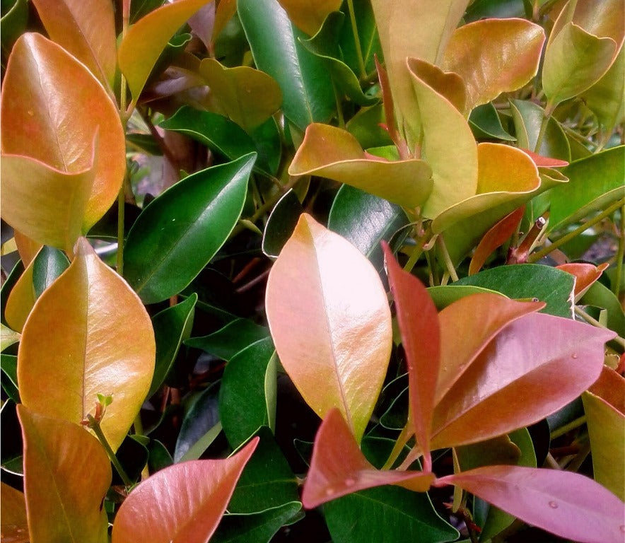 SYZYGIUM BACKYARD BLISS 200MM