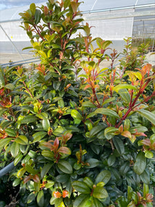SYZYGIUM BACKYARD BLISS 200MM