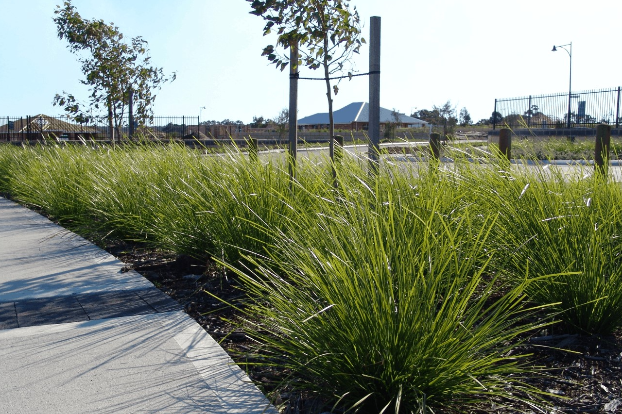 LOMANDRA TANIKA