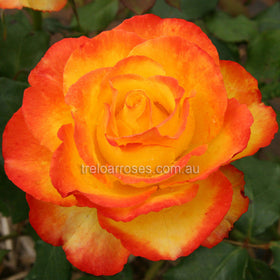 A close-up image of a Tequila Sunrise rose bloom with yellow petals heavily flushed with red.