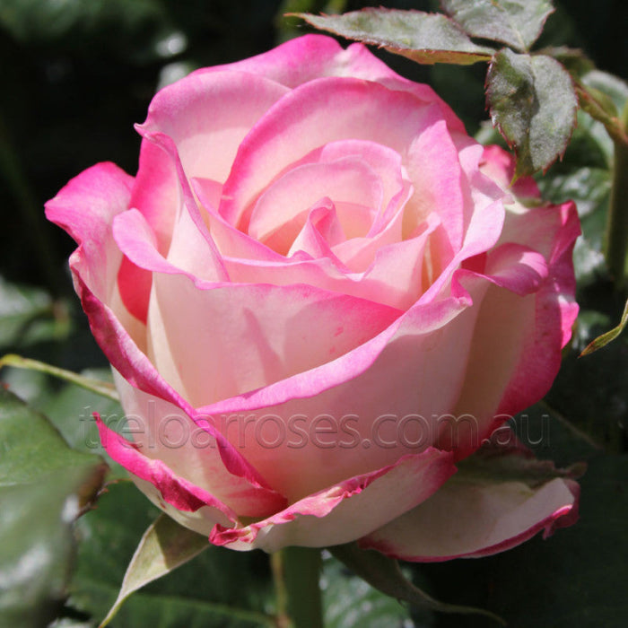 PRE ORDER - THE SISTERS ROSE - Bare Rooted