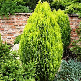Trees & Shrubs