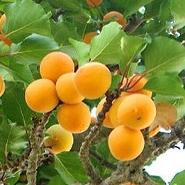 Apricots