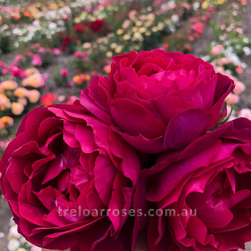 PRE ORDER - CLIMBING ULTRAVIOLET - Bare Rooted