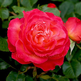 Roses - Pink