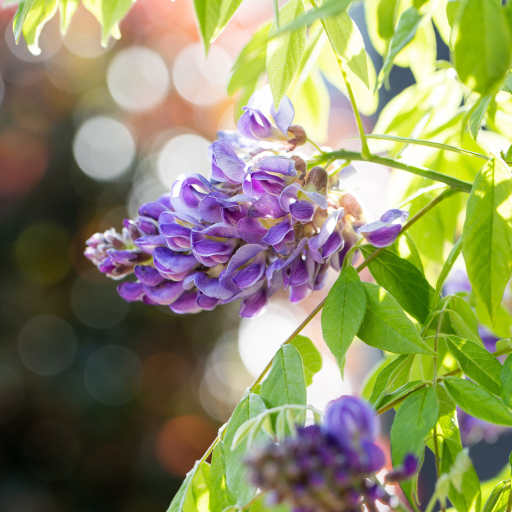 WISTERIA AMETHYST FALLS 200MM