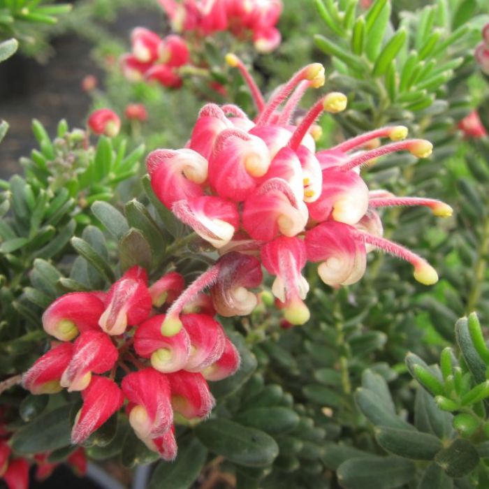 GREVILLEA  'WINTER WONDER'