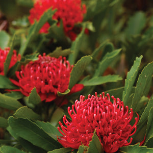 SHADY LADY RED WARATAH