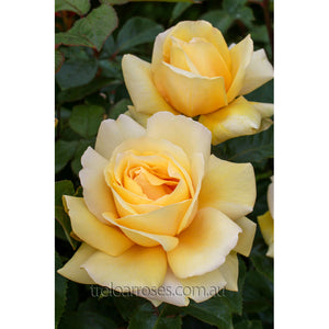 PRE ORDER - WINTER SUN - Bare Rooted