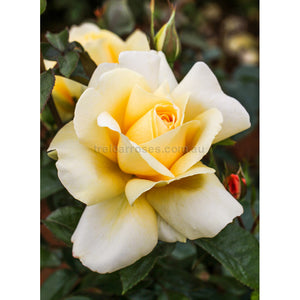 PRE ORDER - WINTER SUN - Bare Rooted