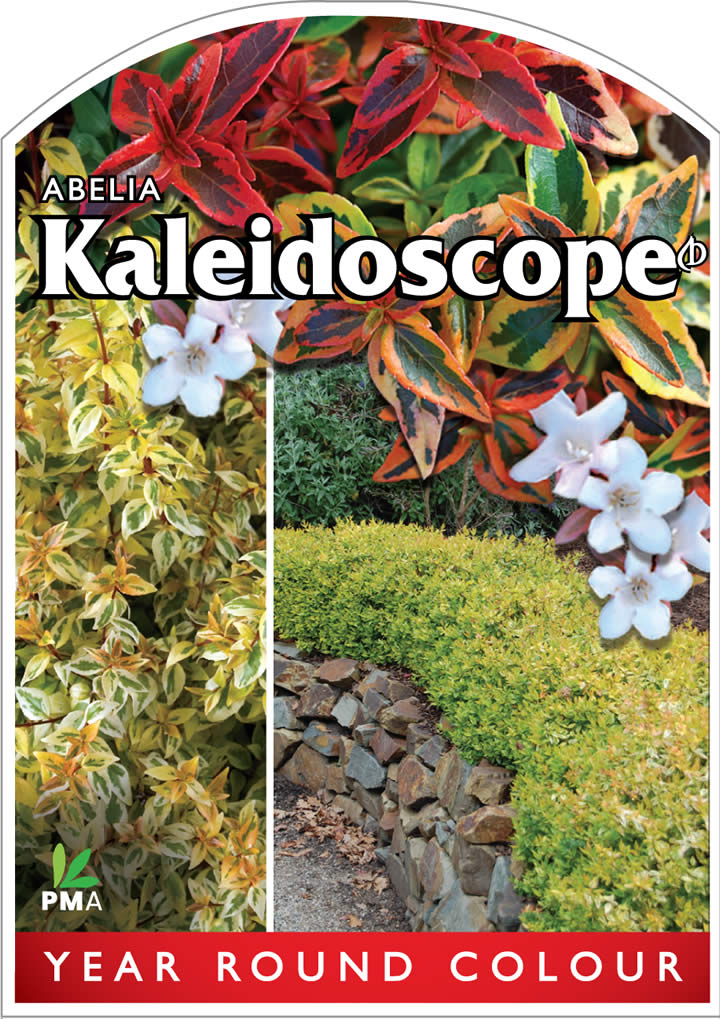 ABELIA KALEIDOSCOPE