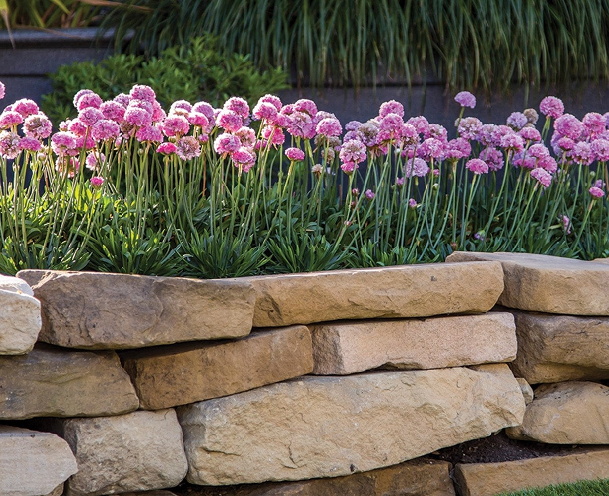 ARMERIA DREAM SERIES