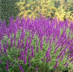 SALVIA SANTA BARBARA