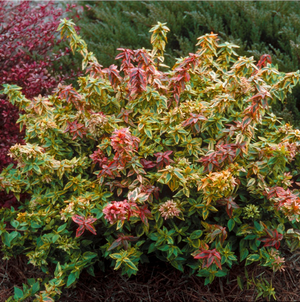 ABELIA KALEIDOSCOPE