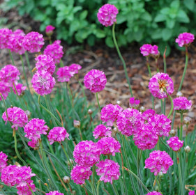 Flowering Plants