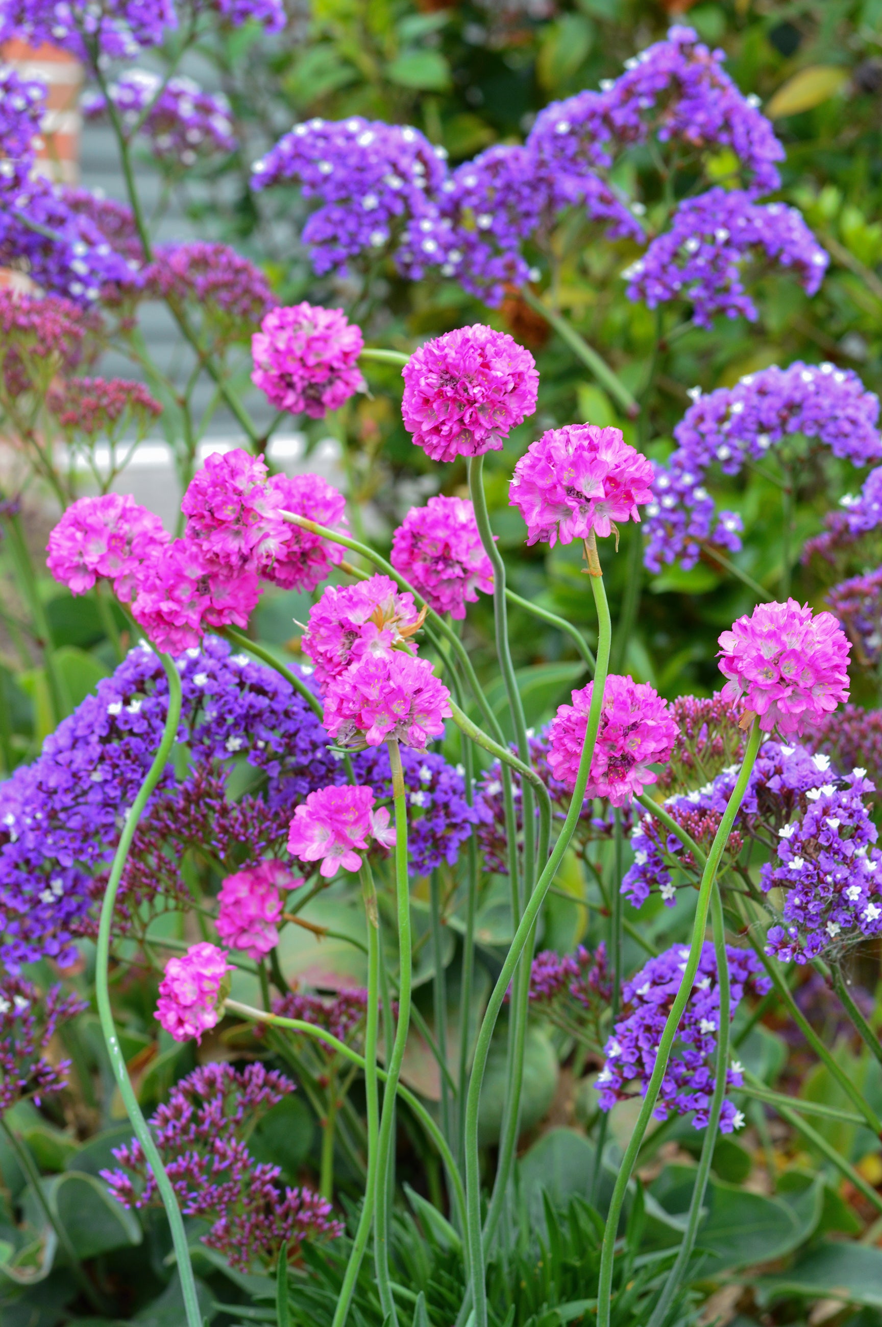 ARMERIA BEES RUBY