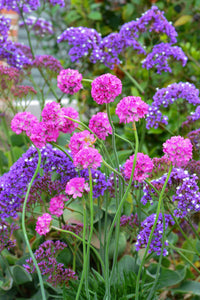 ARMERIA BEES RUBY