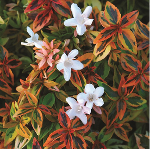 ABELIA KALEIDOSCOPE