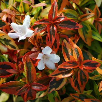 ABELIA KALEIDOSCOPE