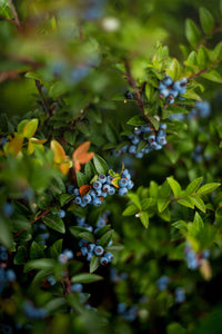 BLUEBERRY BLUE ROSE