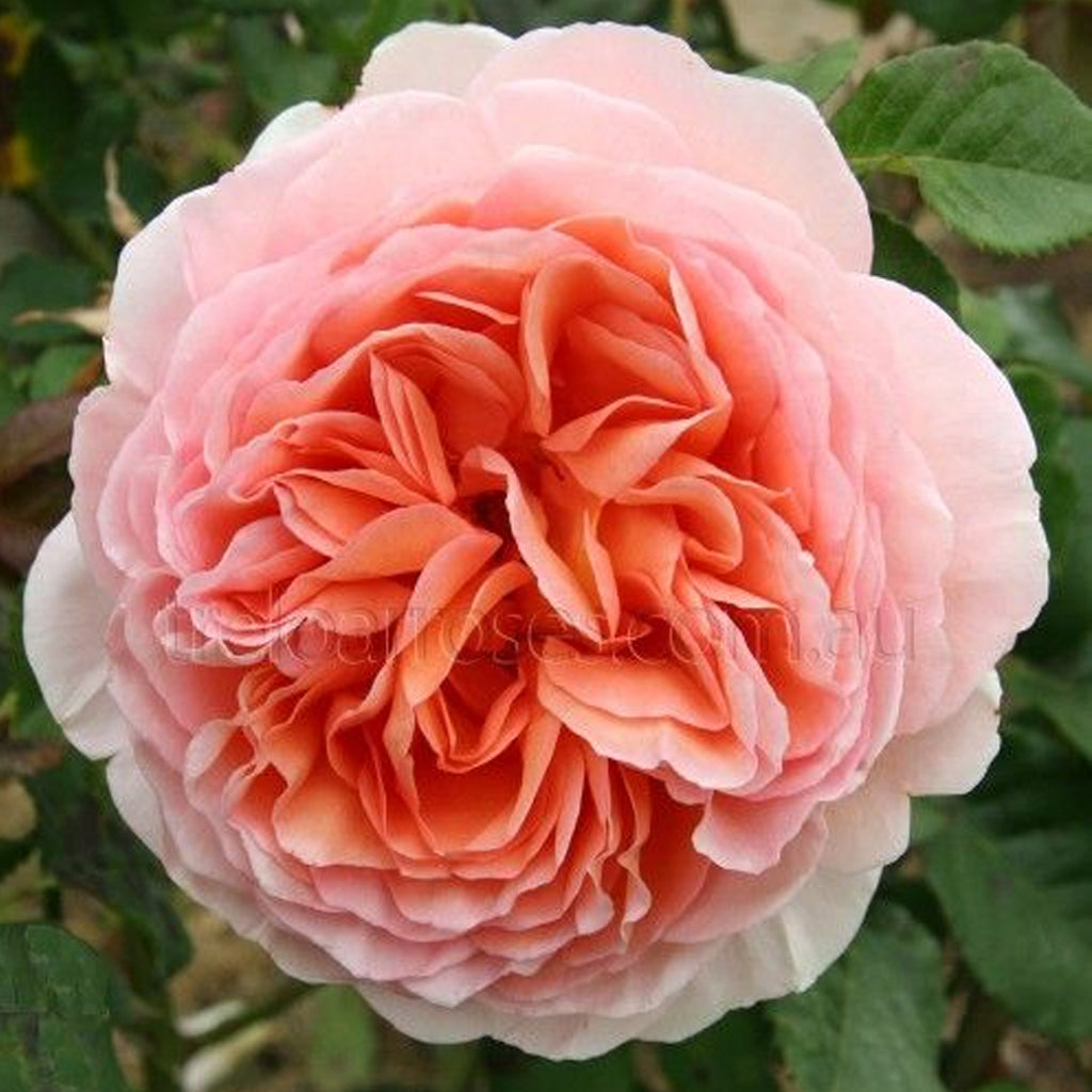 PRE ORDER - DA ABRAHAM DARBY - Bare Rooted