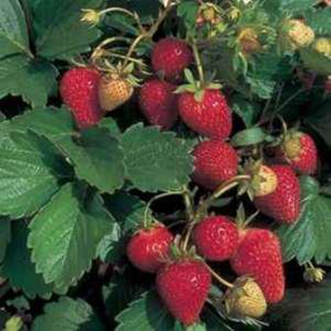 STRAWBERRY RUNNERS ADINA PACK 10