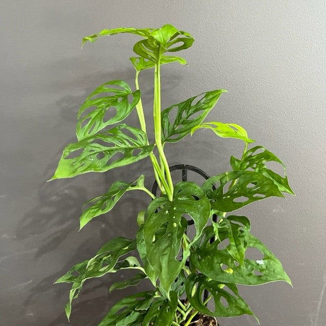 MONSTERA SWISS CHEESE