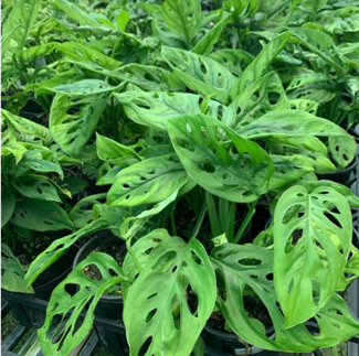 House Plants