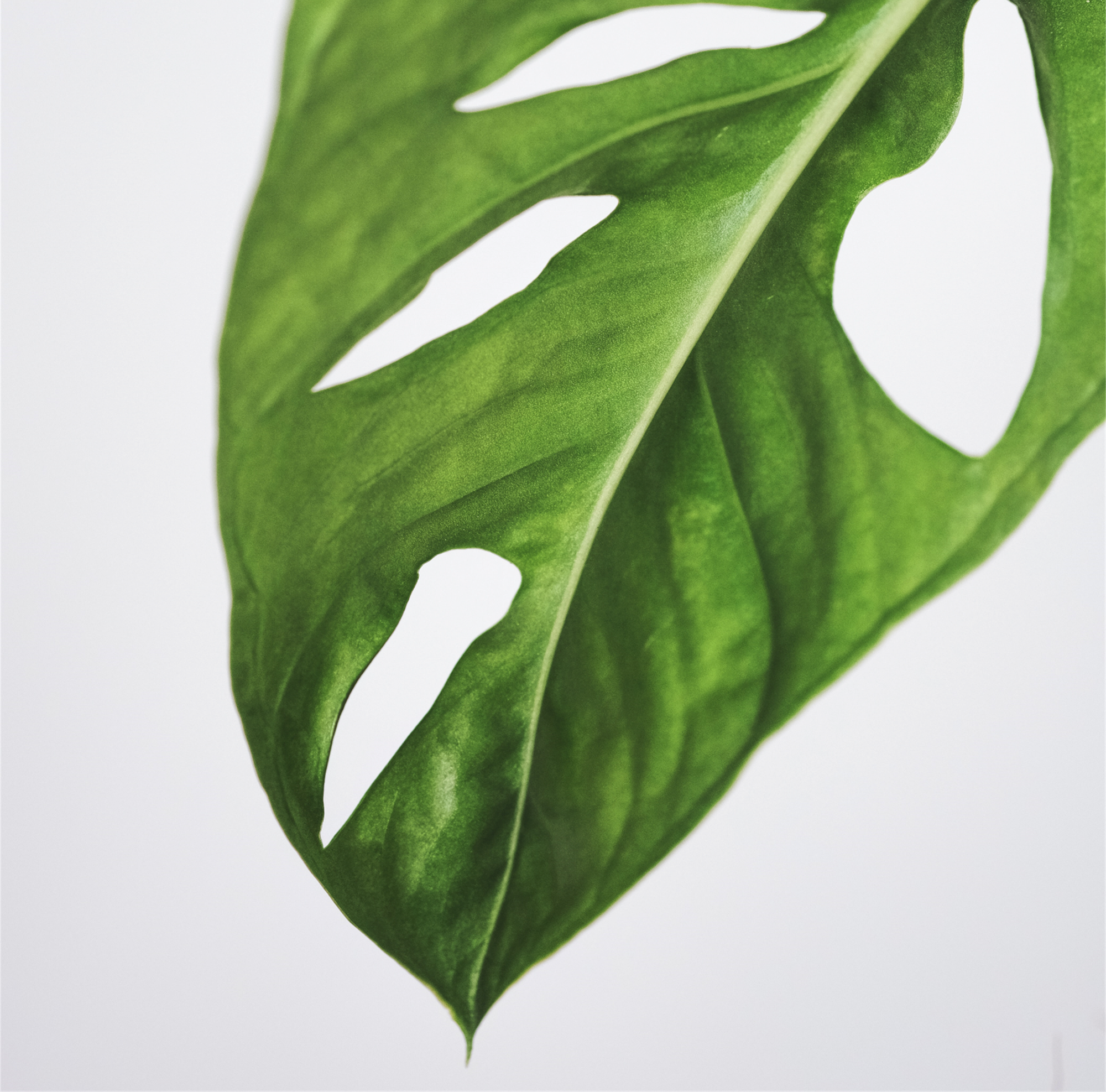 MONSTERA SWISS CHEESE
