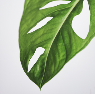 MONSTERA SWISS CHEESE