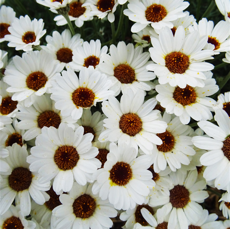 RHODANTHEMUM AFRICAN EYES