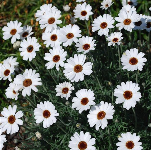 RHODANTHEMUM AFRICAN EYES