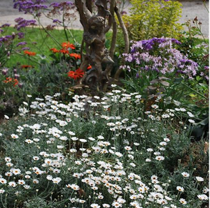 RHODANTHEMUM AFRICAN EYES