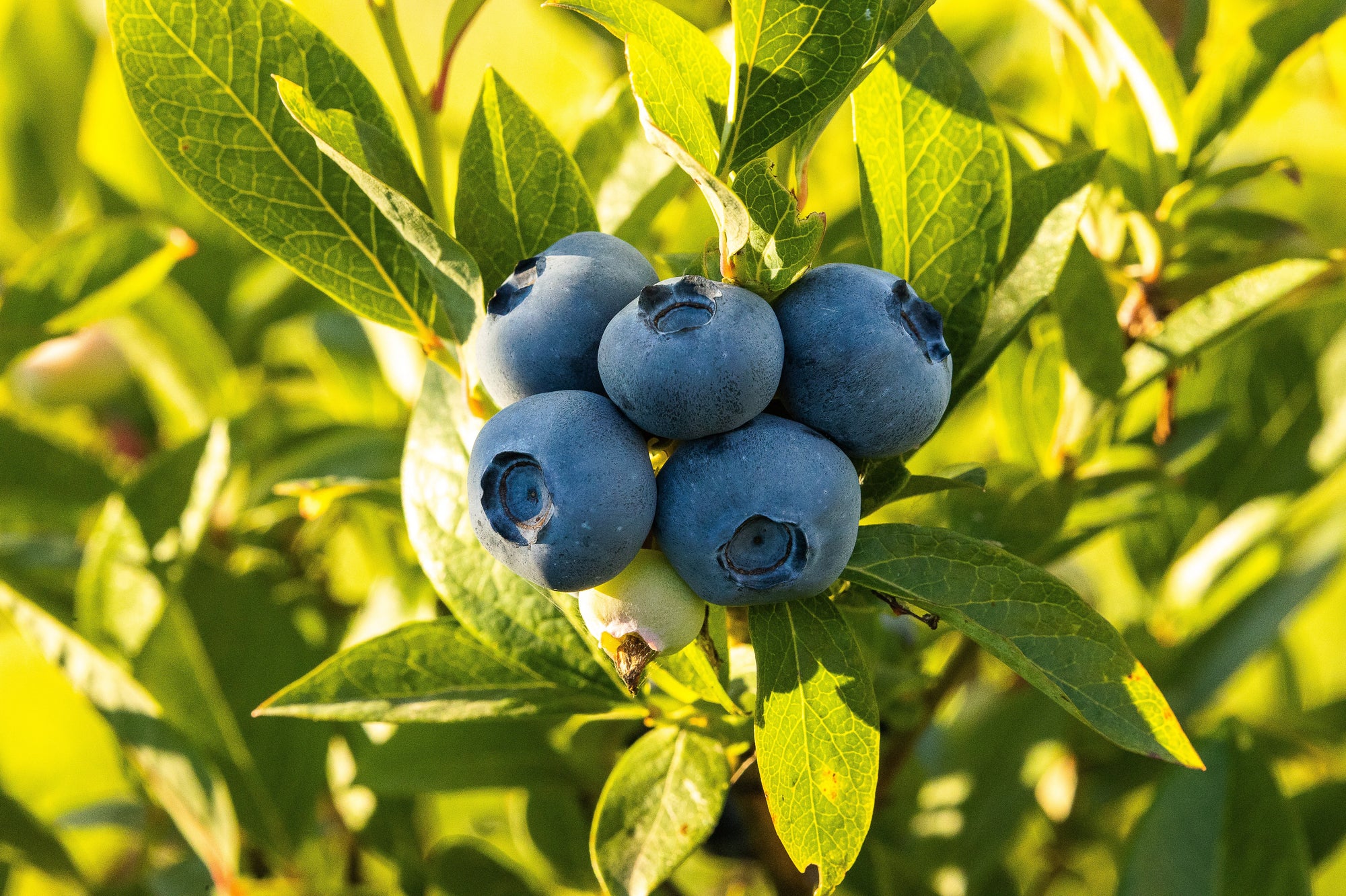 BLUEBERRY BLUE ROSE