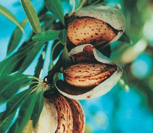 Fruit Trees Category