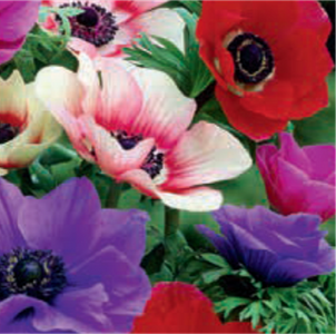 ANEMONE COTTAGE DELIGHTS MIXED 12PK