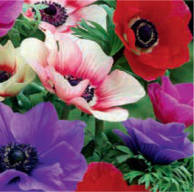 ANEMONE COTTAGE DELIGHTS MIXED 12PK
