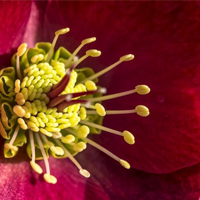 HELLEBORUS ANNAS RED